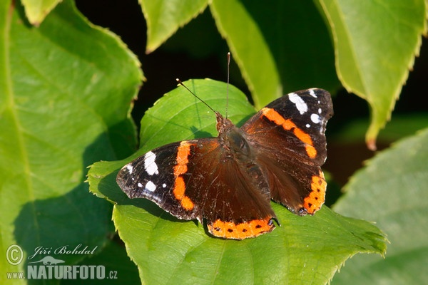 Admiral-papilio