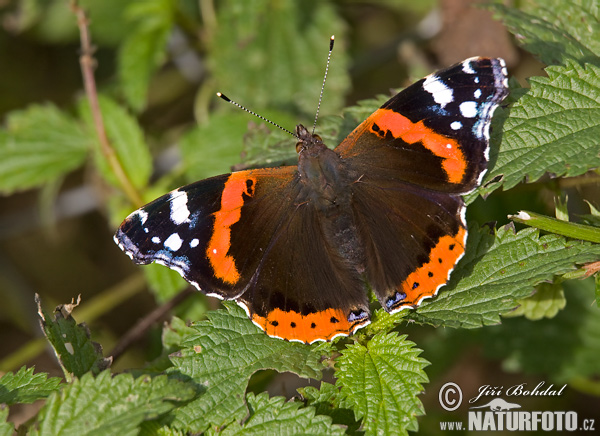 Admiral-papilio