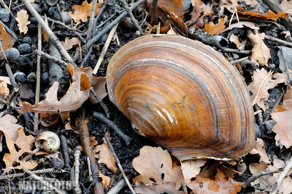 Adventive Swan-mussel (Sinanodonta wodiana)