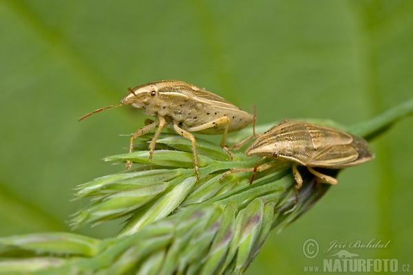 Aelia acuminata