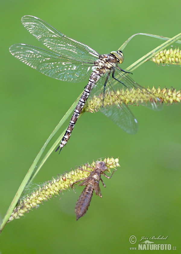 Aeschne bleue, Æschne bleue