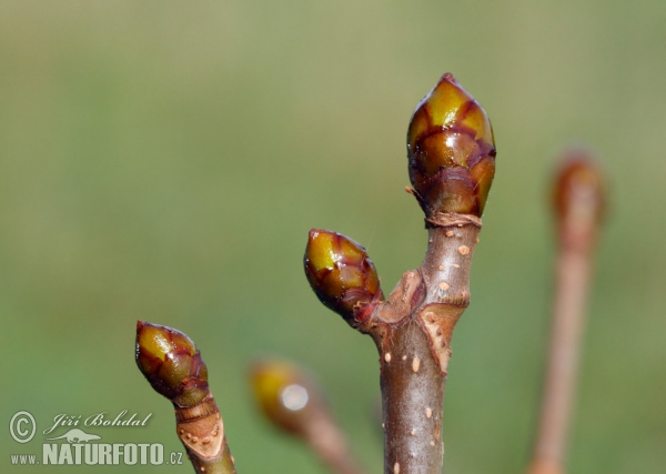 Aesculus hippocastanum