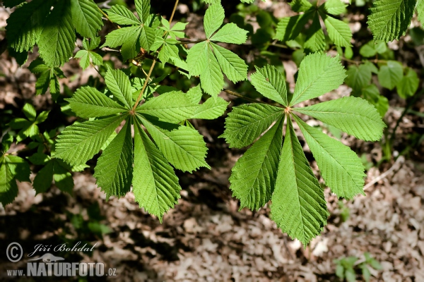 Aesculus hippocastanum