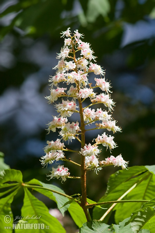 Aesculus hippocastanum