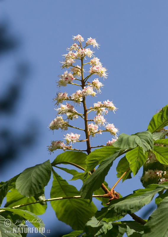 Aesculus hippocastanum