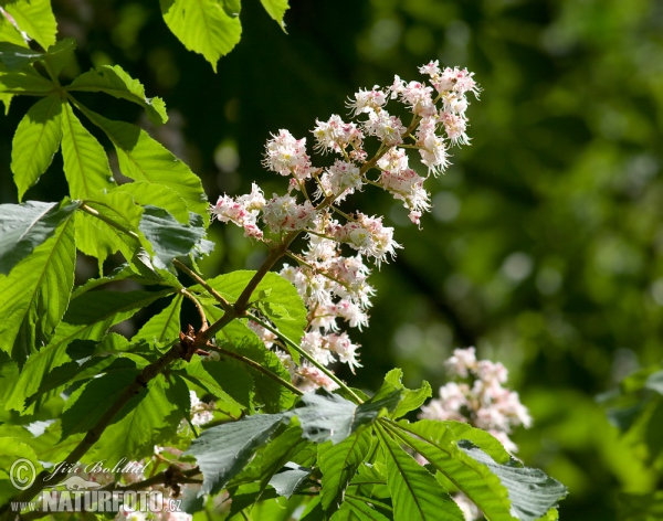 Aesculus hippocastanum