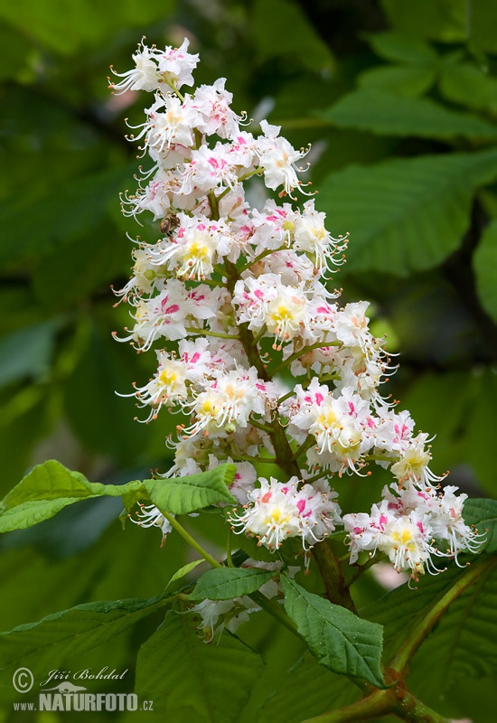 Aesculus hippocastanum