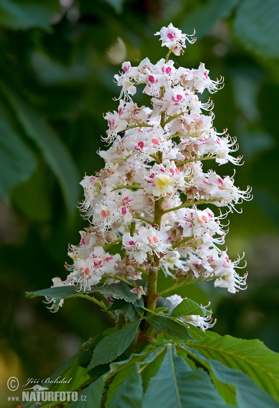 Aesculus hippocastanum