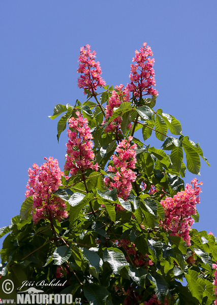 Aesculus x carnea