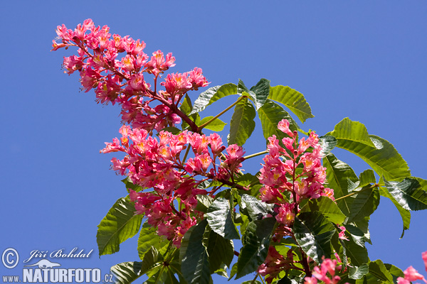 Aesculus x carnea