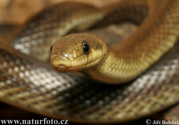 Aeskulapian Snake (Zamenis longissimus)