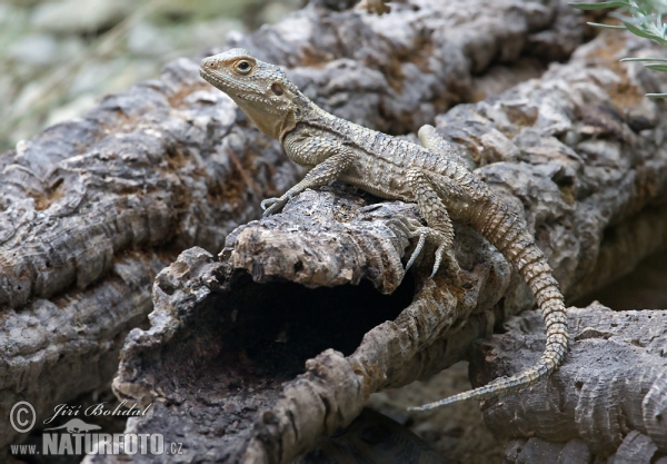 Agama (Laudakia stellio)