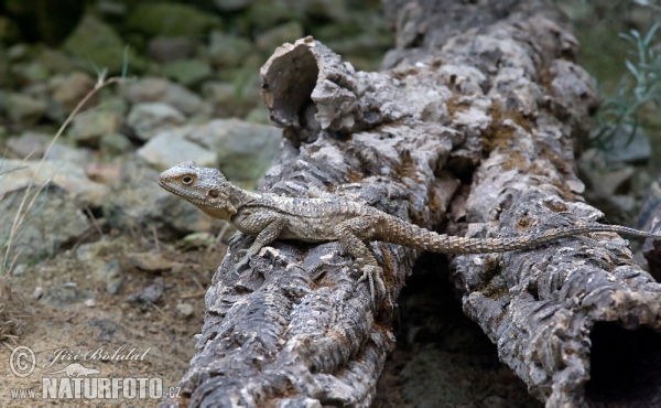 Agama (Laudakia stellio)