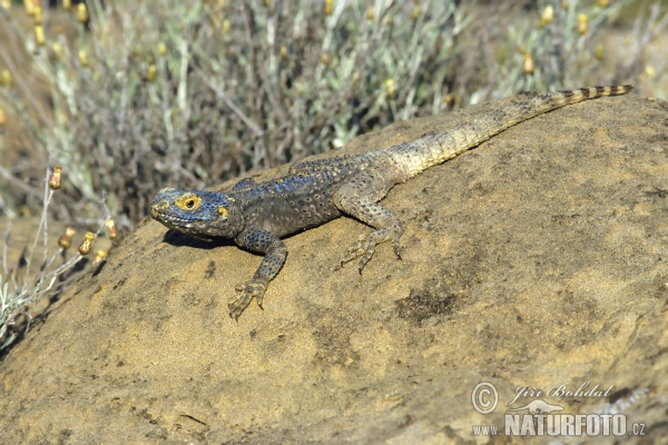 Agama (Laudakia stellio)