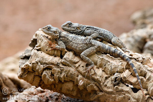 Agama (Laudakia stellio)