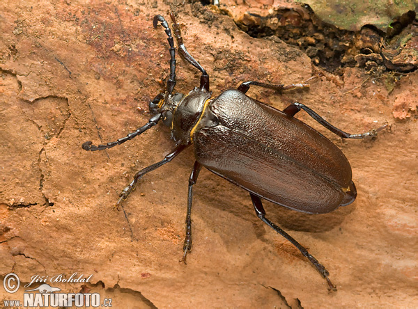 ägebock Käfer