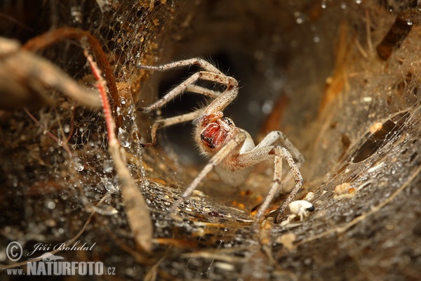 Agelenidae sp.