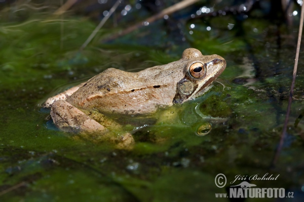 Agile Frog (Rana dalmatina)