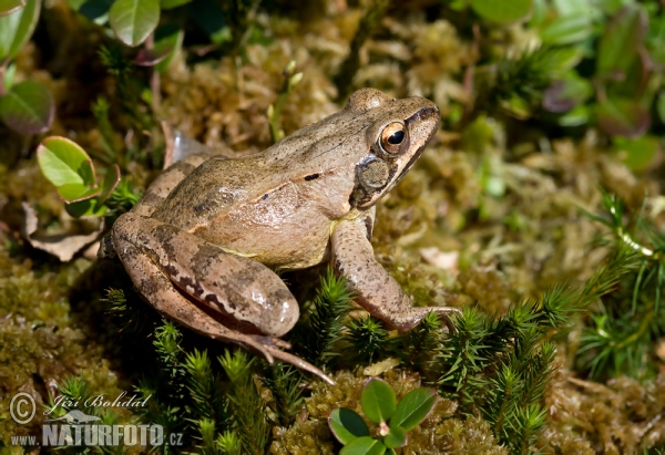 Agile Frog (Rana dalmatina)