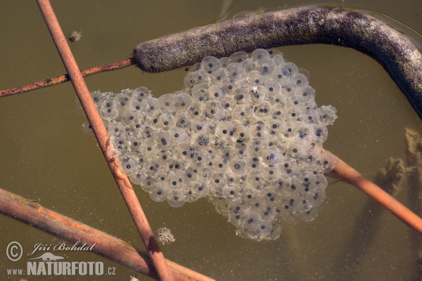 Agile Frog (Rana dalmatina)