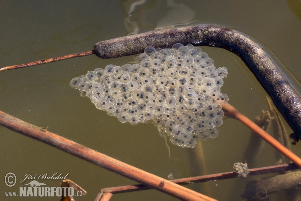 Agile Frog (Rana dalmatina)