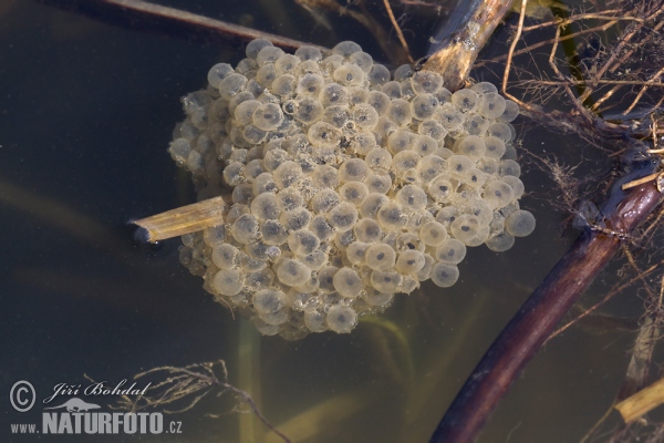 Agile Frog (Rana dalmatina)