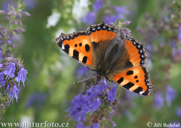 Aglais urticae