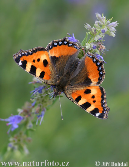 Aglais urticae