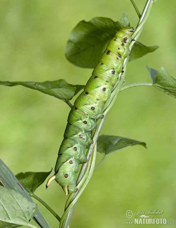 Agrius convoluvuli