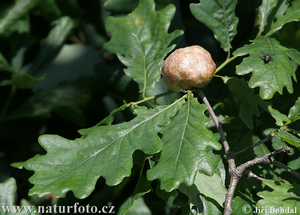 ak Apple Gall Wasp