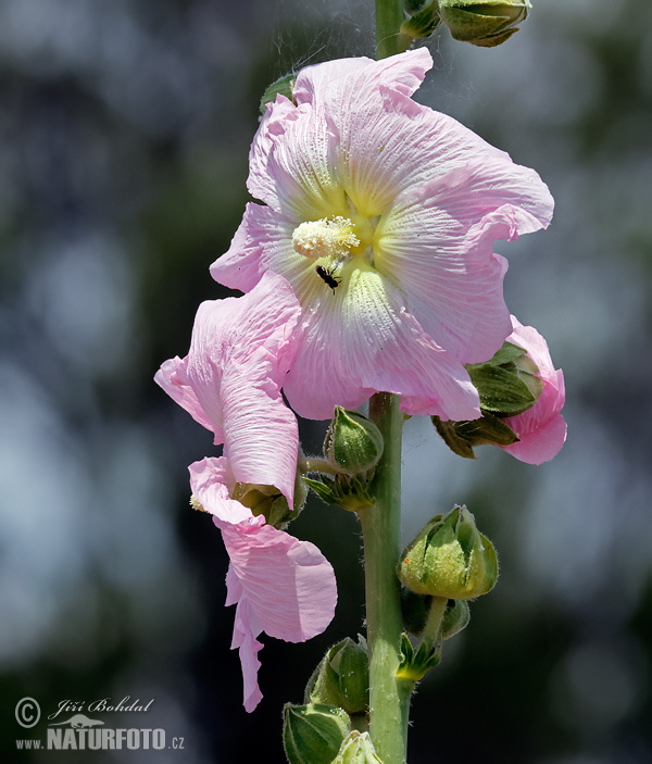 Alcea rosea