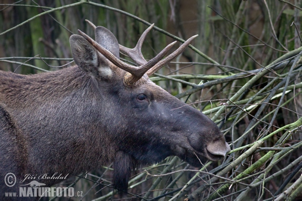 Alces alces