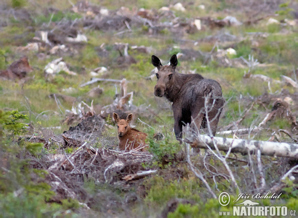 Alces alces