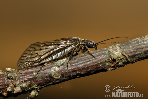 Alderfly (Sialis lutaria)