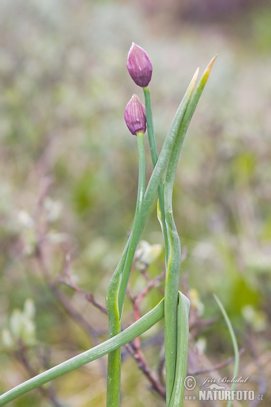 Allium schoenoprasum