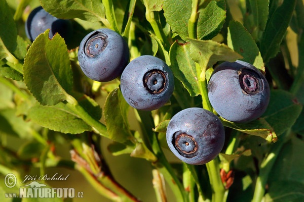 Almindelig blåbær