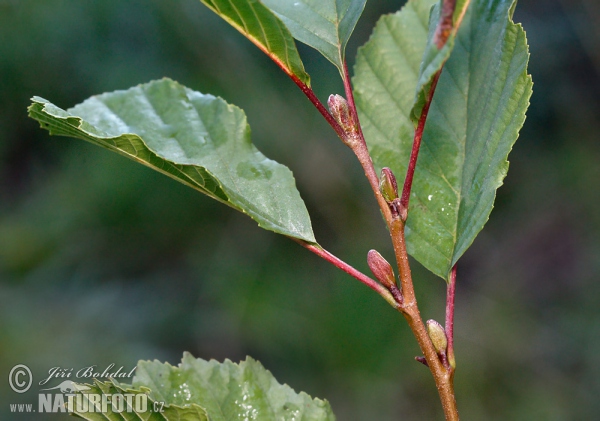 Alnus glutinosa