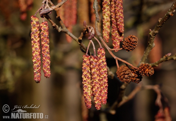 Alnus glutinosa