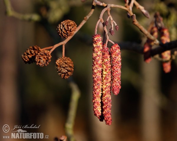 Alnus glutinosa