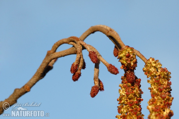 Alnus glutinosa