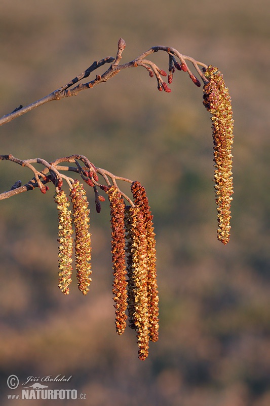 Alnus glutinosa