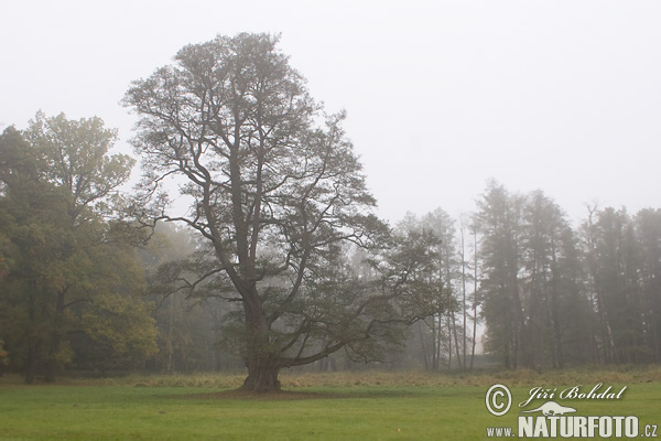 Alnus glutinosa