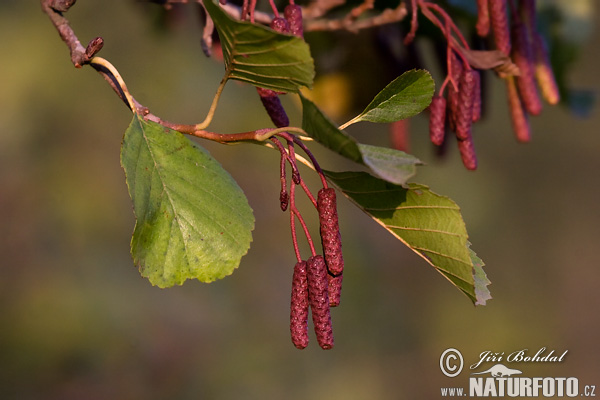 Alnus glutinosa