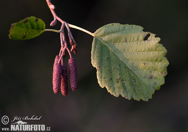 Alnus glutinosa