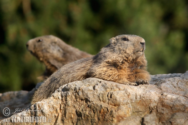 Alpenmarmot