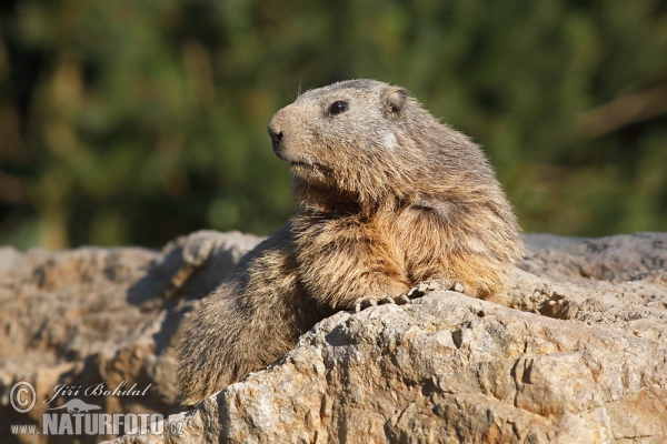 Alpenmarmot