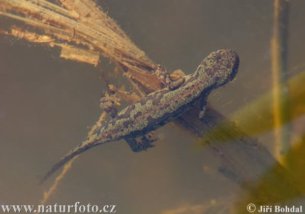 Alpenwatersalamander