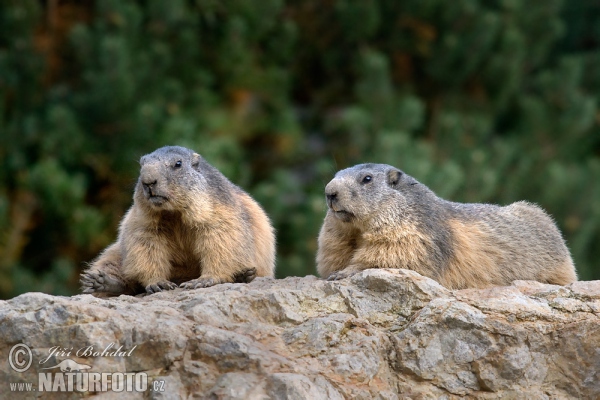 Alpine Marmot (Marmota marmota)