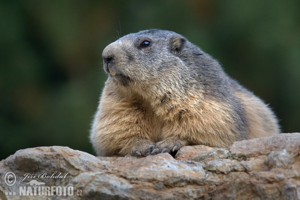 Alpine Marmot (Marmota marmota)