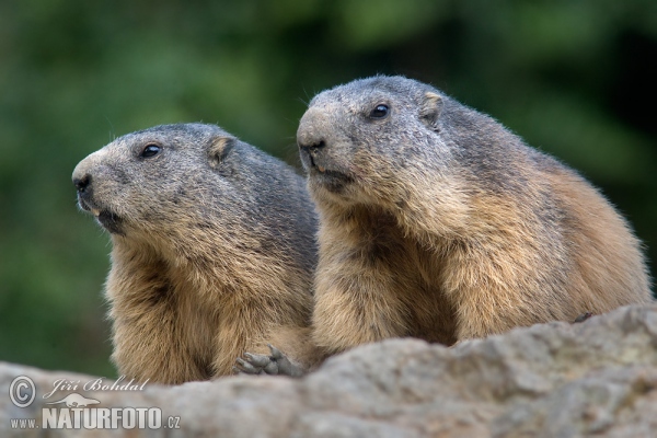 Alpine Marmot (Marmota marmota)